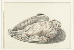Hibou mort