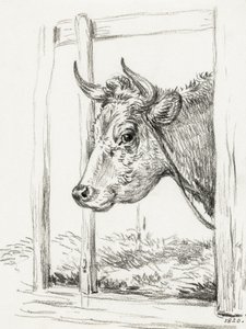 Tête de vache (1820) - Jean Bernard