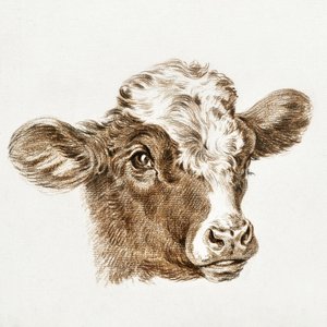 Tête de vache - Jean Bernard