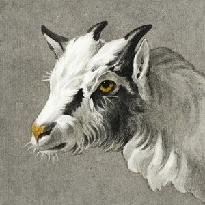 Tête de chèvre - Jean Bernard