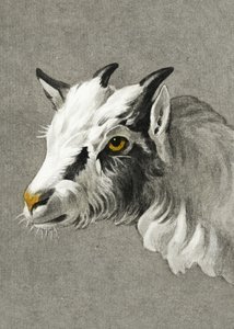 Tête de chèvre en mode portrait - Jean Bernard