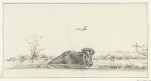 Vache dans l