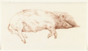 Cochon couché, vers la droite