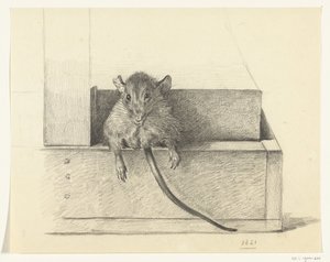 Souris (dans un piège?) - Jean Bernard