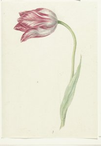 Tulipe rose