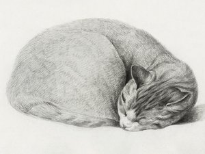 Chat recroquevillé, endormi, par Jean Bernard (1775-1883) - Jean Bernard