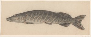 Brochet, vers la gauche