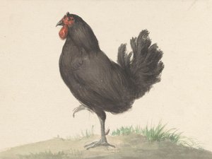 Poulet noir debout (1775-1833) - Jean Bernard