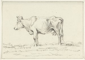 Vache debout, vers la gauche