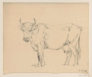 Vache debout, vers la gauche