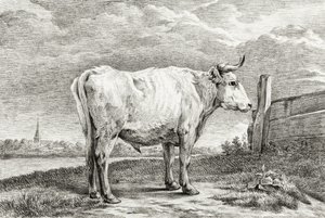 Standing Bull (1817) - Jean Bernard