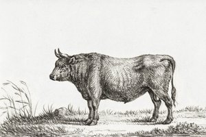 Standing Bull - Jean Bernard