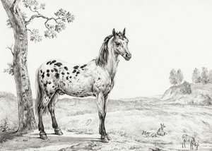 Cheval tacheté debout