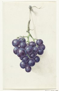 Grappe de raisins bleus - Jean Bernard