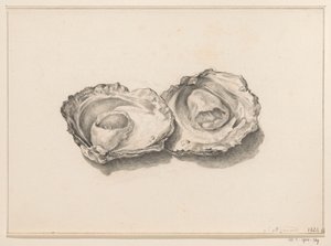 Deux huîtres ouvertes