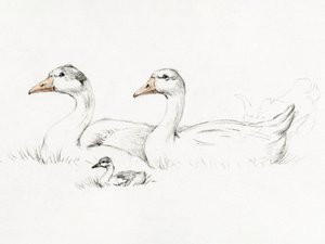 Deux oies avec leur petit (1775-1833) - Jean Bernard