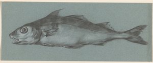 Poisson, vers la gauche