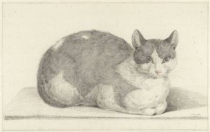 Chat assis, vers la droite