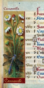 Botanique : camomille avec coccinelle et libellule. Miniature tirée des « Grandes Heures d