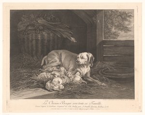 Chienne braque avec ses petits