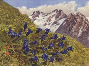 Suisse : Gentiane