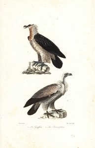 Gypaète barbu et griffon d