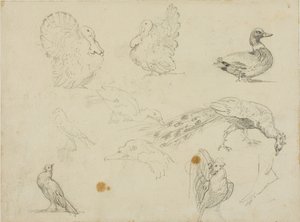 Croquis de volailles - Jean Louis André Théodore Géricault