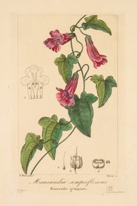 Flore des Jardiniers, Amateurs et Manufacturiers : Maurandia semperflorens