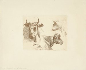 Trois têtes de vaches