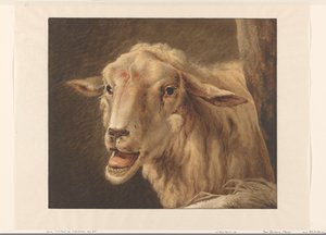 Tête de mouton - Jean Zacherie Mazel