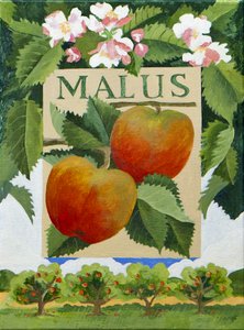 Malus (pomme), 2014 (acrylique sur toile)