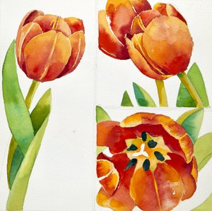 Trois études de tulipes dans un coffre, 2013 (aquarelle) - Jennifer Abbott
