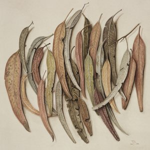 Feuilles d