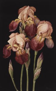 Iris - Jenny Barron