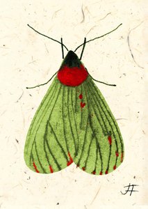 Papillon de nuit, 2024 (aquarelle sur papier)