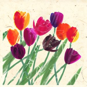 Beautés hollandaises
