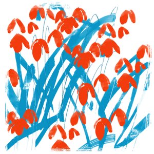 Perce-neige rouges
