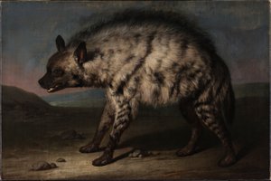 La hyène dans la ménagerie au château de Frederiksberg - Jens Juel