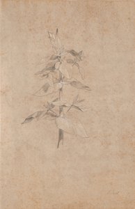 Étude de plantes