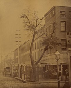Le poirier de Stuyvesant