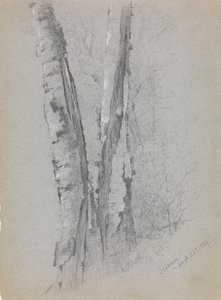 Étude de troncs de bouleaux Scribners