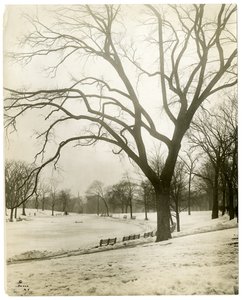 Boston Common et étang aux grenouilles, près de l