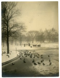 Commune avec des pigeons, Boston, USA, vers 1902-10 - Jessie Tarbox Beals