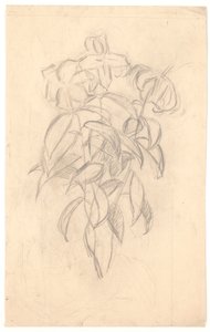 Étude de fleurs