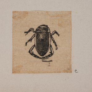 Insecte