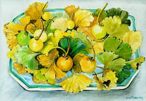 Ginkgo, fruits et feuilles