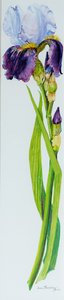 Iris avec trois bourgeons - Joan Thewsey
