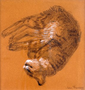 Chat tigré dormant