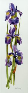 Trois iris avec feuilles
