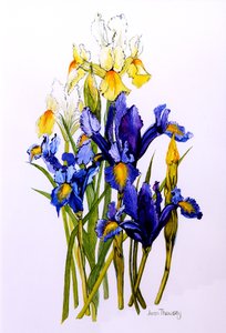 Trois iris violets et deux jaunes avec bourgeons